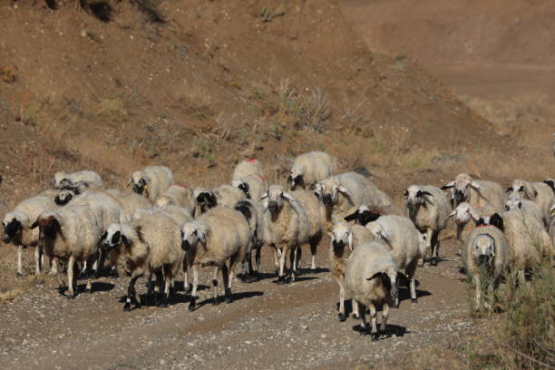 istock flock of sheep 1055542382
