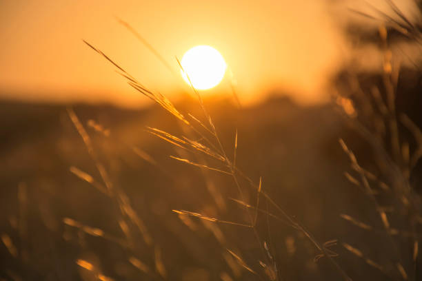 istock Beautiful sunset. Dry grass in the sunlight on sunset blurred nature background 1055542636