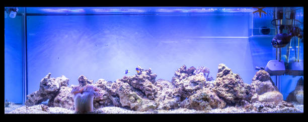 istock Large panoramic aquarium with tropical reef fish Azure Damselfish (Chrysiptera hemicyanea) and blue tang (Paracanthurus hepatus) 1055542872
