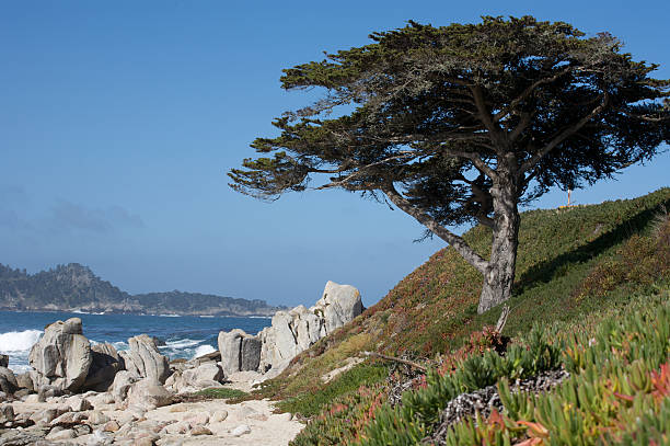 Carmel coastline stock photo