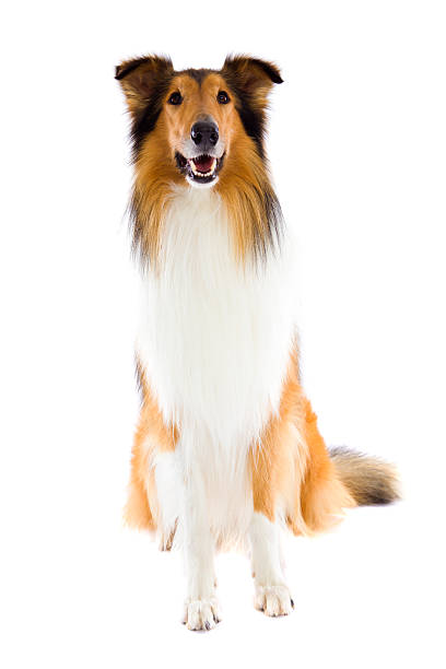 Sitting Shetland Islands  Collie stock photo