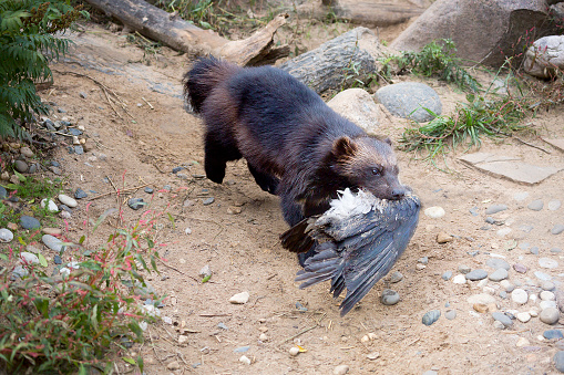 Wolverine is the largest representative of the marten family. Wolverines are great at climbing trees. Wolverine is able to kill an animal 5 times more, for example, of an elk.