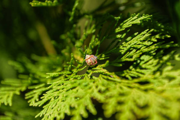 A close-up shot of a northern white-cedar or Thuja Occidentalis tree with a cone fruit bathing in the sunlight.