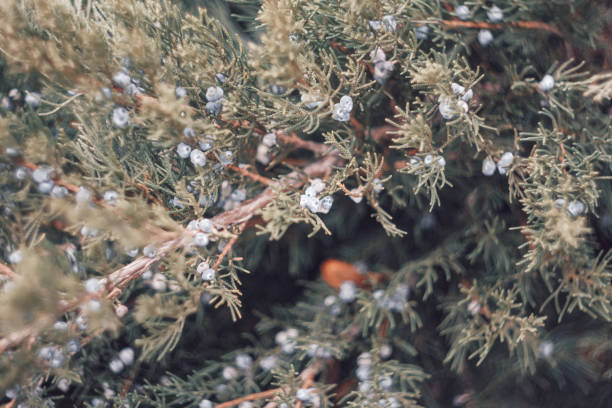 istock Close-Up Of White Cedar Tree Or Thuja Occidentalis With Cone Fruits 1055548162