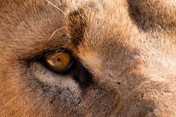 istock Eye of the Lion 105554940