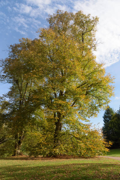 istock Tree with beautiful autumn colours at Nowton Park 1055550084