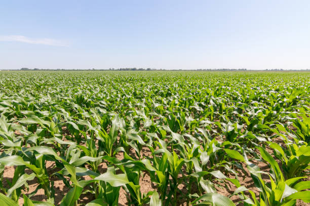 istock Green Corn Field. Green corn growing on the field, blue sky and sun 1055550424