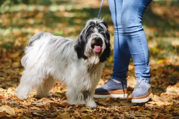 Photo of Woman during the walk through the forest with her Tibetan terrier dog