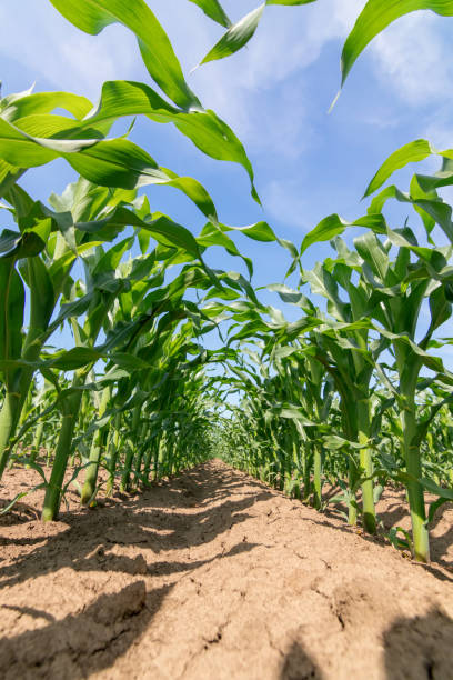 istock Green corn growing on the field. Green Corn Plants. 1055553386