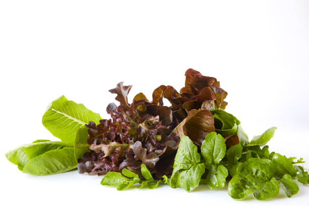 istock mix of different types of letuce on a white background, 1055553570