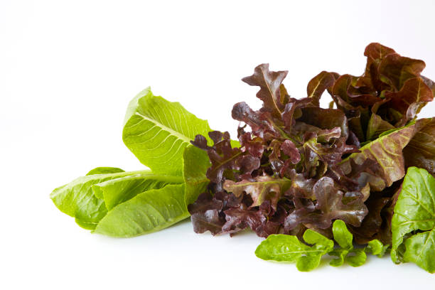 istock mix of different types of letuce on a white background, 1055553578