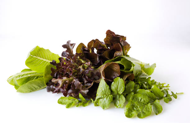 istock mix of different types of letuce on a white background, 1055553598