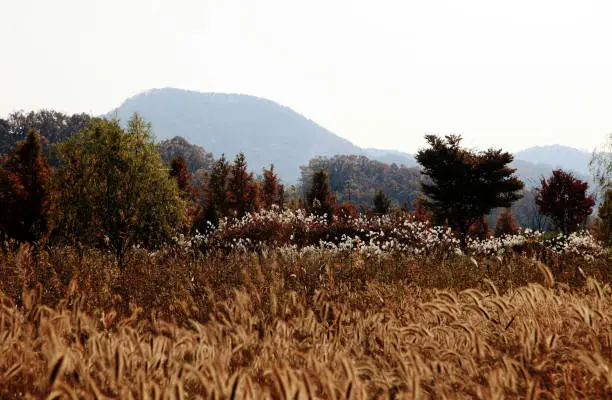 Autumn scenery with reeds and white bird