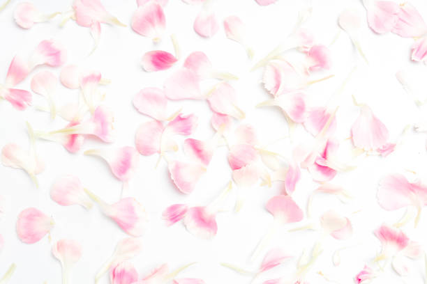 istock carnation flower petals on white background 1055555492