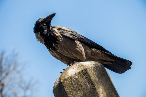 istock The Hooded Crow Corvus cornix in the crow genus 1055555812