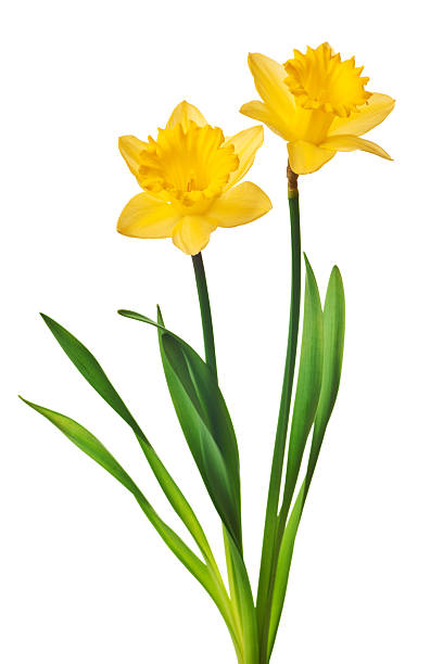 yellow daffodil isolated stock photo