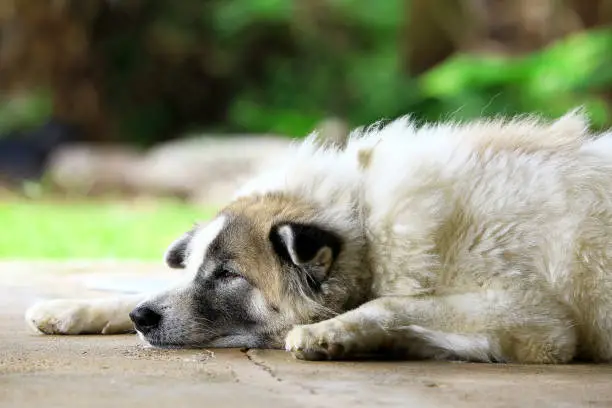 Photo of Close-up Thai BangKaew Dog, its sleepy, Thai dog breed. Animal concept.