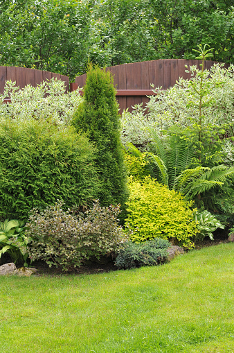 green lawn and ornamental trees