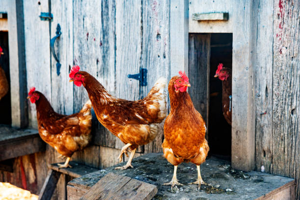 istock Organic Chickens in a chicken coop. 1055569794