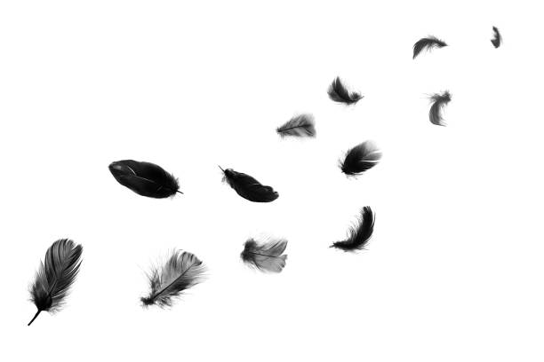 istock Beautiful black feathers floating in air isolated on white background 1055570374