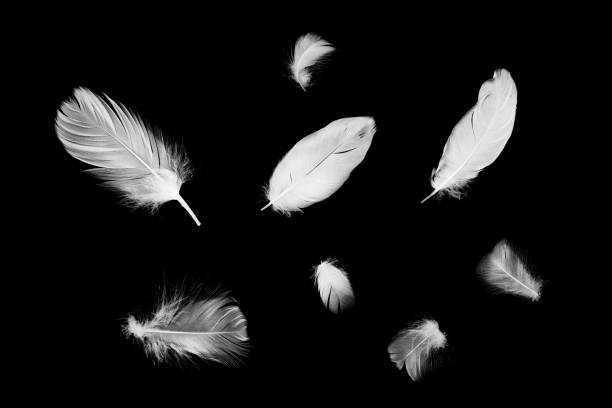 istock Beautiful white feathers floating in air isolated on black background 1055570396