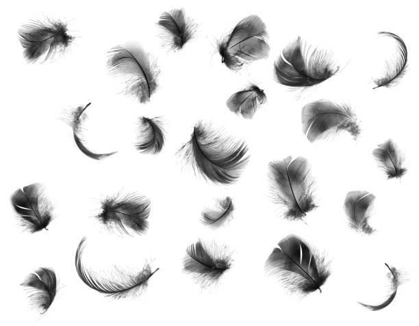 istock Beautiful black feathers floating in air isolated on white background 1055570416