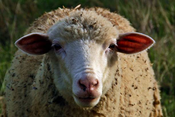 istock Sheep from Spain looking at the camera. 1055571172
