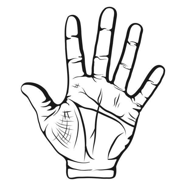 illustrazioni stock, clip art, cartoni animati e icone di tendenza di il palmo aperto della mano è sollevato isolato su sfondo bianco, gesto cinque dita. divinazione per linee sul palmo della mano. illustrazione vettoriale - arms lifted