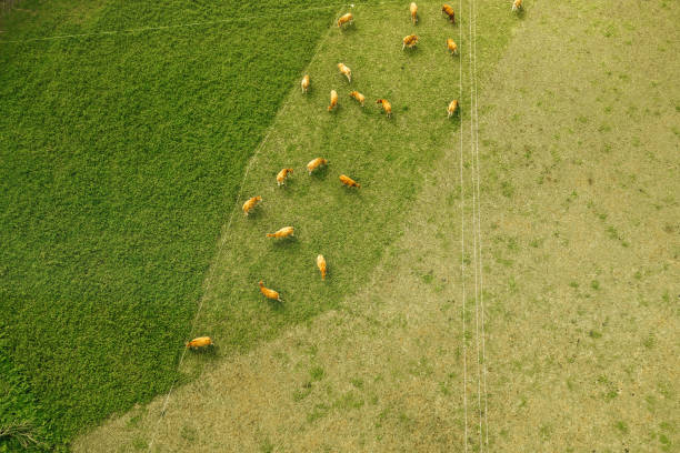 Aerial view of a meadow with cows