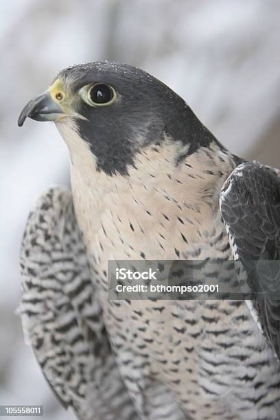 Grande Falcãoperegrino - Fotografias de stock e mais imagens de Animal - Animal, Animal em via de extinção, Ave de Rapina