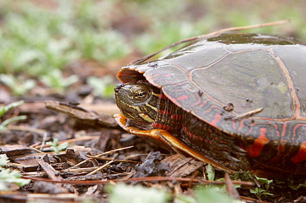 istock Closeup of a Painted Turtle 105558049
