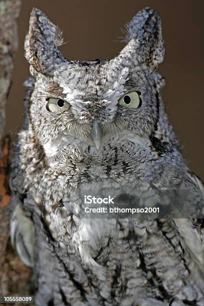 Mochodeorelhas Americano Grande Branco E Preto - Fotografias de stock e mais imagens de Animal - Animal, Animal selvagem, Ao Ar Livre