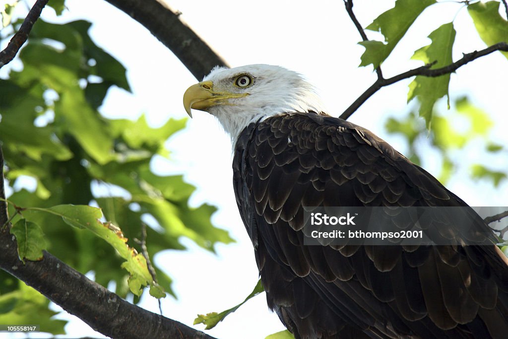 Bald Eagle Closeup in Tree  Allegory Painting Stock Photo