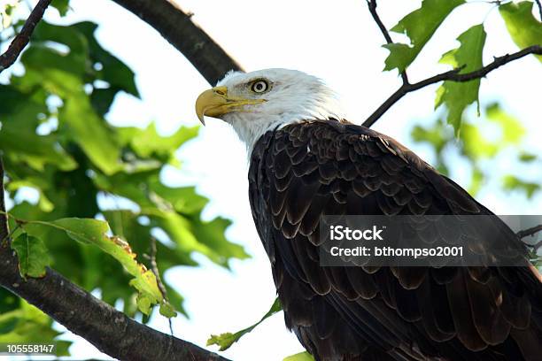 Bald Eagle Closeup In Tree Stock Photo - Download Image Now - Allegory Painting, Animal Wildlife, Animal Wing