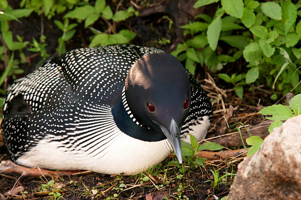 nahaufnahme von eistaucher auf nest - common loon stock-fotos und bilder