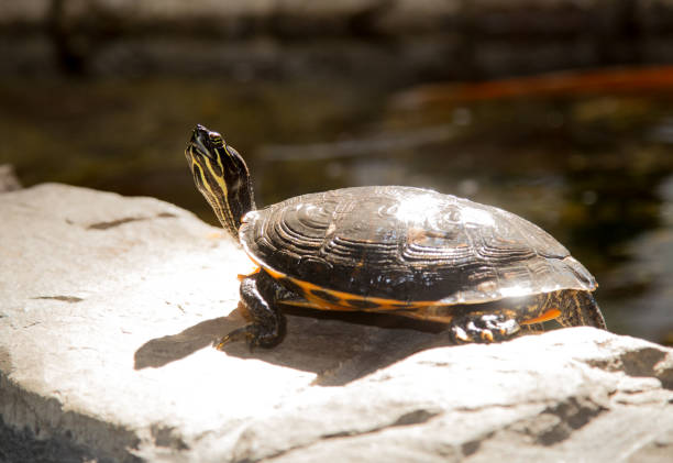 istock Yellow bellied slider turtle sunbathing on a rock 1055582978