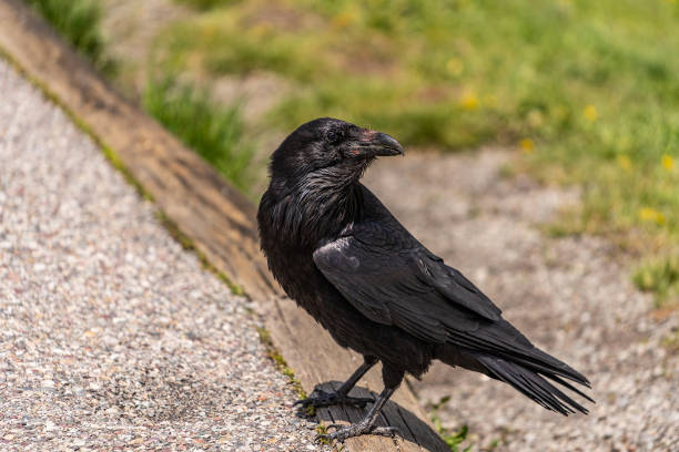 istock American Raven, Common Raven 1055583192