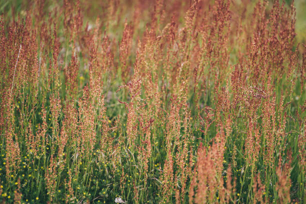 colorado lupine góry polne kwiaty tło - wildflower flower colorado lupine zdjęcia i obrazy z banku zdjęć