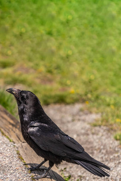 istock American Raven, Common Raven 1055583208