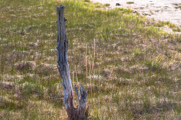 trees in yellowstone. petrified tree - natural basin imagens e fotografias de stock