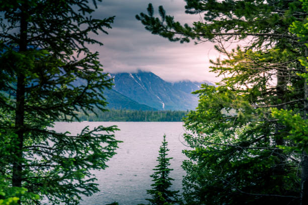 istock View to dramatic Lake at Yellowstone National Park through pine trees 1055583318