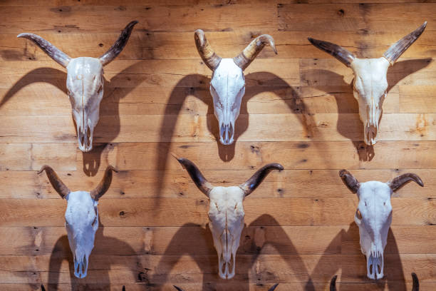 istock hunter's trophy room. a wall with animal horns 1055583430