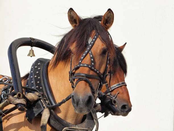 istock Russian carriage-and-three vyatka horse 1055589414