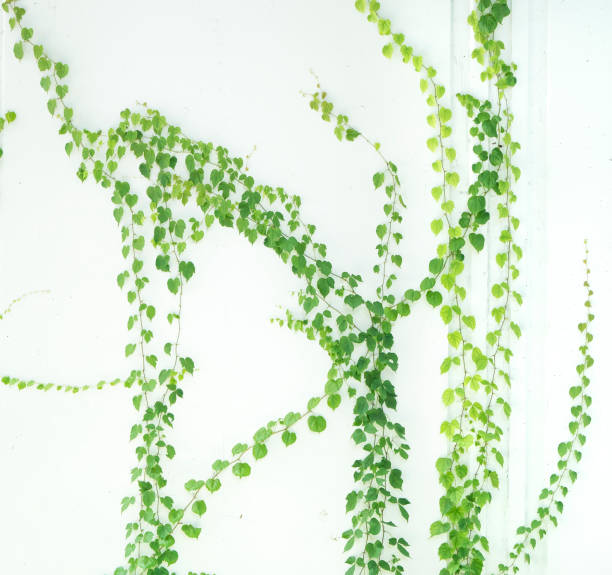 istock ivy leaves isolated on white 1055594000
