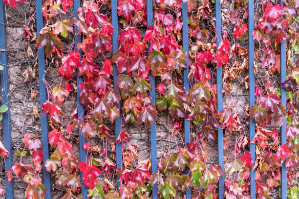 herbst blätter hängen ein gartentor - oklahoma house red residential structure stock-fotos und bilder