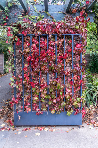 herbst blätter hängen ein gartentor - oklahoma house red residential structure stock-fotos und bilder