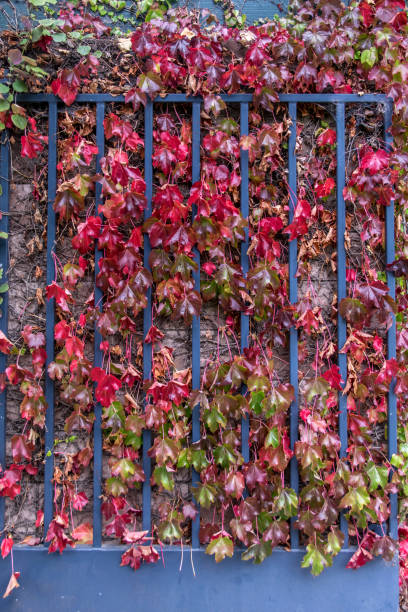 feuilles d’automne suspendu à une porte de jardin - oklahoma house red residential structure photos et images de collection