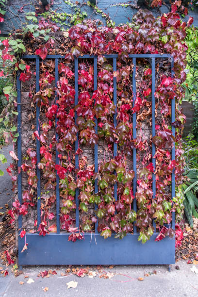 herbst blätter hängen ein gartentor - oklahoma house red residential structure stock-fotos und bilder