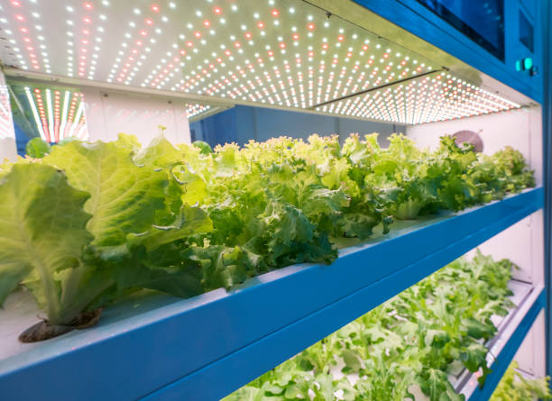 istock Greenhouse vegetables Plant with Led Light Indoor Farm Technology 1055596332