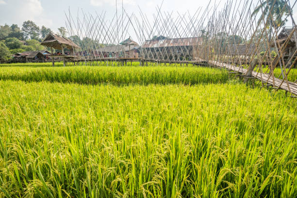 istock Hut and rice field with bamboo bridge in nature with blue sky 1055598306